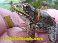 /home//u458753944/public_html/sourcegallery///Frogs/More bullfrogs/P1070706.JPG